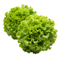 Fresh Green Leaf Lettuce on Transparent Background High-Quality png