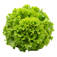 Fresh Green Leafy Lettuce on Transparent Background Isolated Close-Up Daytime png