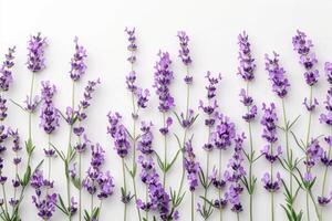 Lavender flowers isolated on white background photo