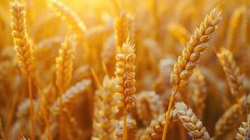 Wheat field. Ears of golden wheat closeup. Harvest concept. photo