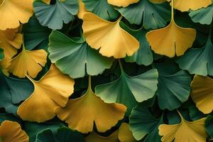 gingko hojas. natural hoja textura antecedentes. ramas de un gingko árbol foto