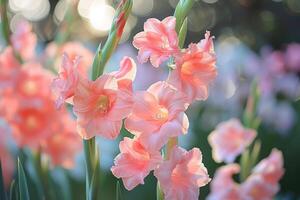 Gladiolus in garden close up. photo
