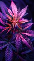 Cannabis leaves. Cannabis marijuana foliage with a purple pink tint on a black background. photo