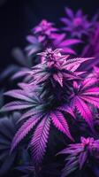Cannabis leaves. Cannabis marijuana foliage with a purple pink tint on a black background. photo