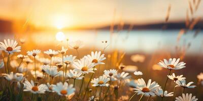 Meadow with lots of white spring daisy flowers at sunset. photo