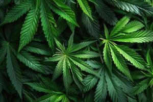 Cannabis texture marijuana leaf pile background photo