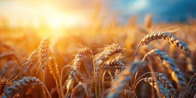 Wheat field. Ears of golden wheat closeup. Harvest concept. photo