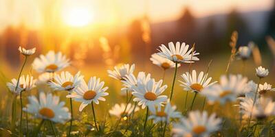 Meadow with lots of white spring daisy flowers at sunset. photo