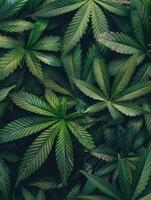 Cannabis texture marijuana leaf pile background photo