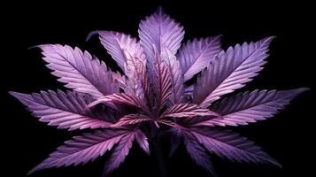 Cannabis leaves. Cannabis marijuana foliage with a purple pink tint on a black background. photo