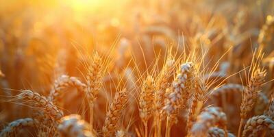 Wheat field. Ears of golden wheat closeup. Harvest concept. photo