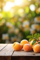 Wooden table top with apricots on blur background with apricot orchard photo