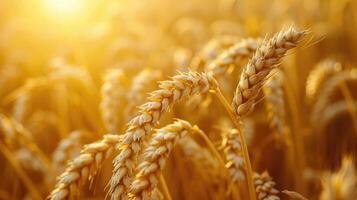 Wheat field. Ears of golden wheat closeup. Harvest concept. photo