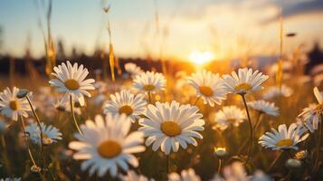 Meadow with lots of white spring daisy flowers at sunset. photo