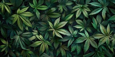 Cannabis texture marijuana leaf pile background photo