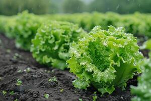 lechuga en el campo. precisión irrigación sistemas para eficiente agua utilizar en agricultura. foto