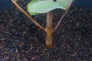 The lower stem of the crystal guava tree photo