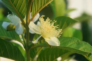 Crystal guava flowers are starting to grow with fresh leaves photo