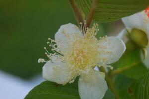 Crystal guava flowers grow fresh in the morning photo