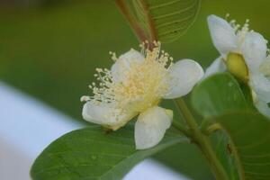 Crystal guava flowers grow fresh in the morning photo