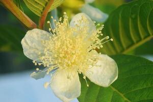 Crystal guava flowers are starting to grow with fresh leaves photo