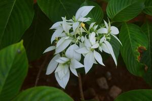 Musaenda White flowers grow beautifully at Semarang photo