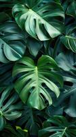 Green tropical monstera leaves. Background of various green tropical leaves. photo