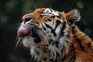 de cerca de majestuoso Tigre cara con lengua paliza foto