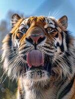 de cerca de majestuoso Tigre cara con lengua paliza foto