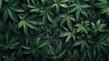 Cannabis texture marijuana leaf pile background photo