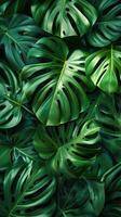 Green tropical monstera leaves. Background of various green tropical leaves. photo