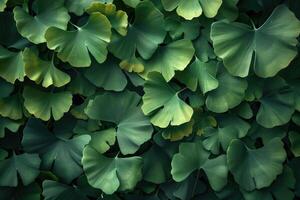 Ginkgo Leaves. Natural leaf texture background. Branches of a ginkgo tree photo