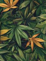 Cannabis texture marijuana leaf pile background photo