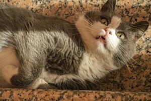 Cute cat rolls on the stairs 5 photo