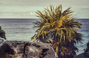 la palma en el promontorio foto