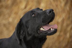 Labrador dog Portrait photo