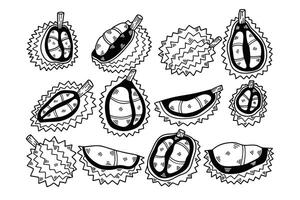 hand drawn delicious durian illustration in line style vector