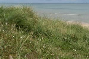 Low ocean costal beachgrass view of Utah beach on dune under light blue cloudy sky photo