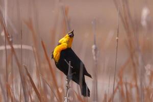 Yellow-headed blackbird in cattails at bear river migratory bird refuge photo