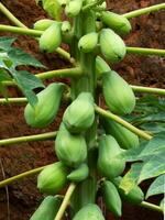papaya tree with a bunch of green fruits in rural area photo