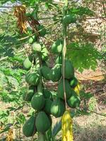 papaya tree with a bunch of green fruits in rural area photo