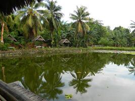 Image of a water pond with lotus plants above it. The pool has a beautiful view with shadows of objects and plants on the water photo