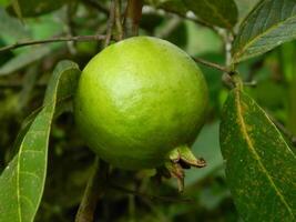 Macro photo of guava fruit still hanging from the stalk and stem of its parent in tropical areas.