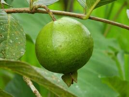 Macro photo of guava fruit still hanging from the stalk and stem of its parent in tropical areas.