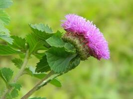 macro foto de un verde planta ese tiene de colores flores eso mira atractivo y hermosa