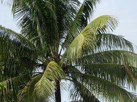 Macro photo of a coconut that is still intact comes from a tall tree and usually can live at various heights