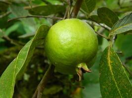 macro foto de guayaba Fruta todavía colgando desde el tallo y vástago de sus padre en tropical áreas