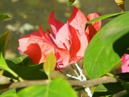 Macro photos of plants consist of leaves, stems and especially flowers. The beautiful flowers are pink and very refreshing to the eyes