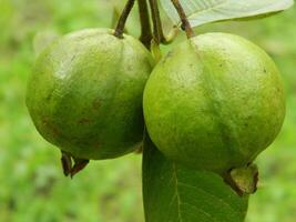 macro foto de guayaba Fruta todavía colgando desde el tallo y vástago de sus padre en tropical áreas