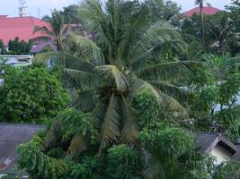 Macro photo of a coconut that is still intact comes from a tall tree and usually can live at various heights